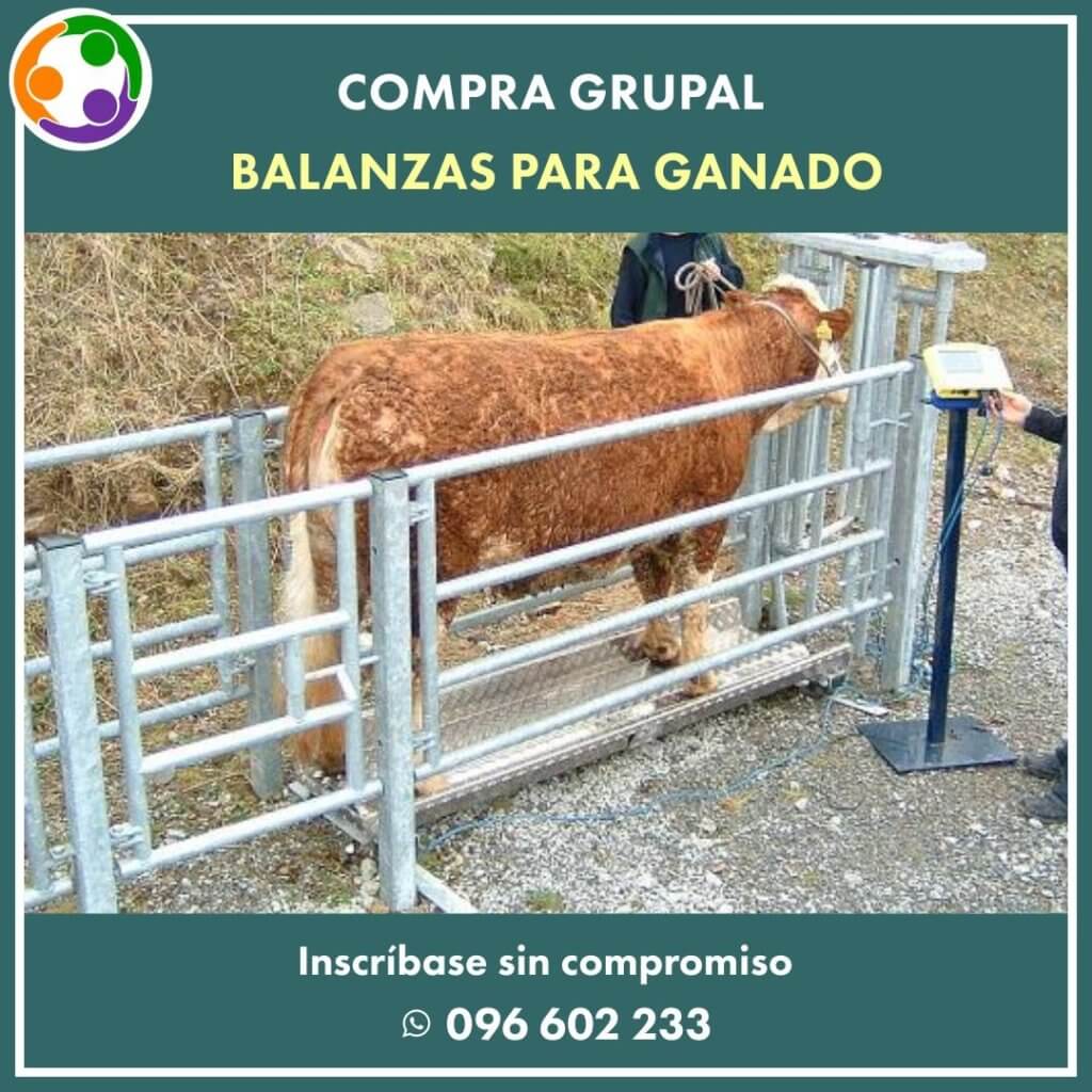 Balanzas de ganado · Manejo de ganado